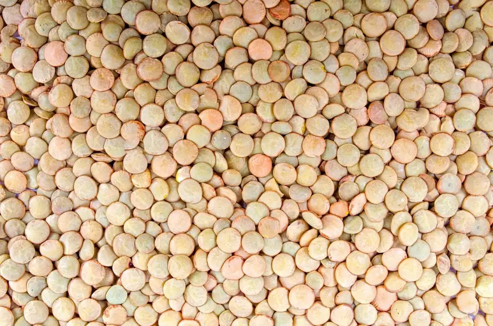 What Are Lentils