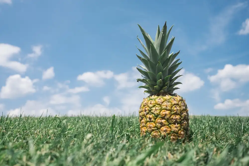 How To Tell If Pineapple Is Ripe